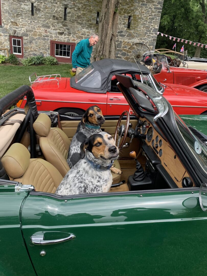 Two dogs in a green car with red cars behind them.