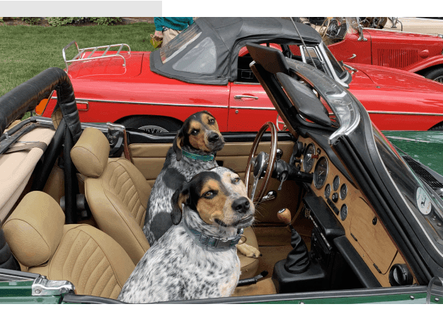 Two dogs in a car with the driver 's seat open.